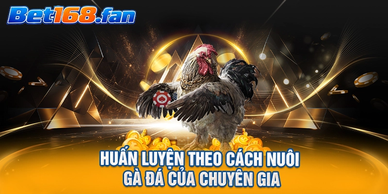 Huấn luyện theo cách nuôi gà đá của chuyên gia